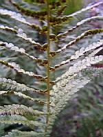 Fougere - Dryopteris Ardechensis (fam Dryopteridacees) (Est du Massif Central) (3) (Photo F. Mrugala)